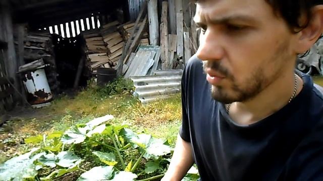 ВЫРАЩИВАНИЕ КАБАЧКОВ ХИТРЫМ СПОСОБОМ смотреть онлайн