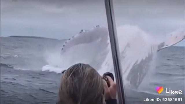 Дельфин смотреть онлайн