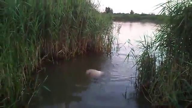 Ловля карпа на донку Ловля карпа на донку Ловля карпа на донку Ловля карпа на донку Ловля карпа на смотреть онлайн