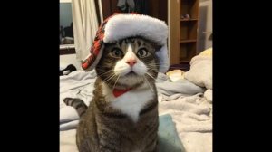 Приколы с котами и СМЕШНАЯ ОЗВУЧКА  ЖИВОТНЫХ тест на психику от Доми шоу