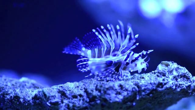Zebra Lionfish - Dendrochirus Zebra