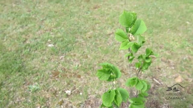 Ulmus glabra 'Exoniensis' jilm drsný смотреть онлайн
