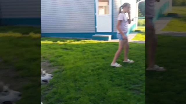 Маламут-баламут! смотреть онлайн