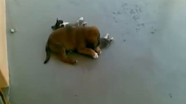 Лорди смотреть онлайн