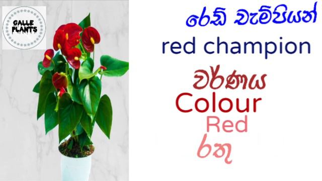 20 Bangkok Anthuriyam смотреть онлайн