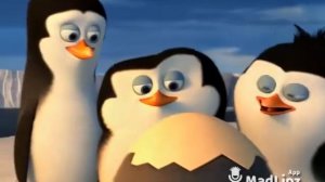 Новорожденный пингвин