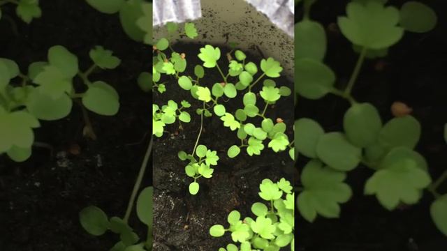 Выращивание земляники смотреть онлайн