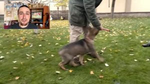 Начальная дрессировка немецкой овчарки