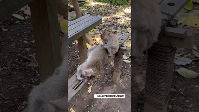 Бали (лес обезьян) смотреть онлайн