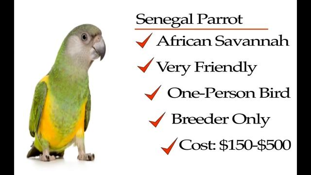 Parrot Types; Which one is best for You? смотреть онлайн
