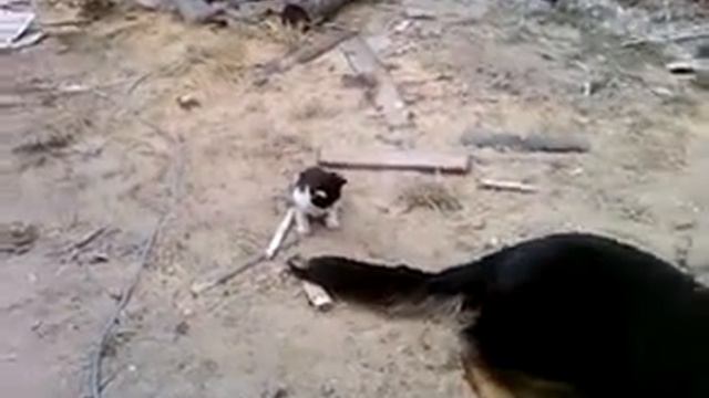 мой Джеки Чан против Бэста-))) смотреть онлайн