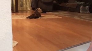 Ещё раз все про отжимание мочевого у кошки 2