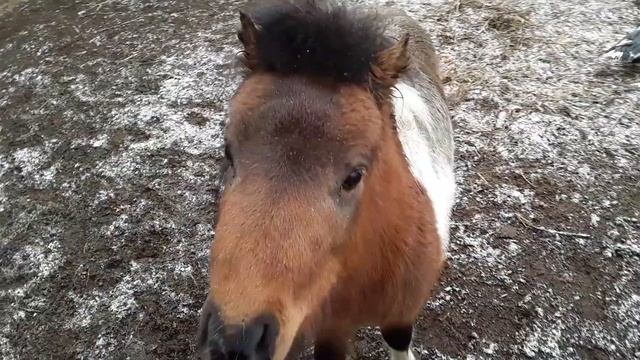 Вот кто Ворует Яйца.Мускусная утка и селезень. Наш конь порода американская миниатюрная лошадка смотреть онлайн