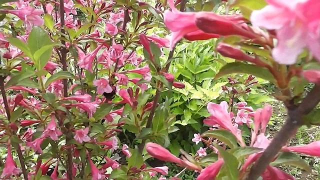 ПОСАДИЛИ ОГОРОД, ОТКРЫТИЕ КУПАЛЬНОГО СЕЗОНА 2020 года... Канал "Из Деревни в Деревню" Беларусь смотреть онлайн