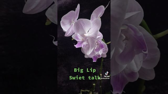 Орхідея фаленопсис Sweet talk. смотреть онлайн