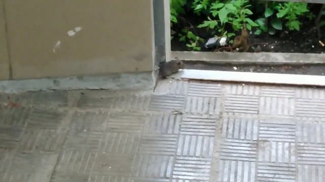 Мышонок в подъезде смотреть онлайн