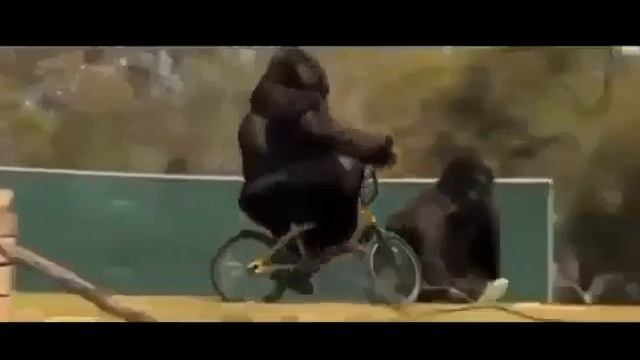 Горилла смотреть онлайн