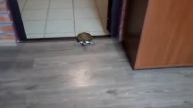 очень медленная черепаха смотреть онлайн