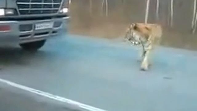 тигр ходит по дороге смотреть онлайн