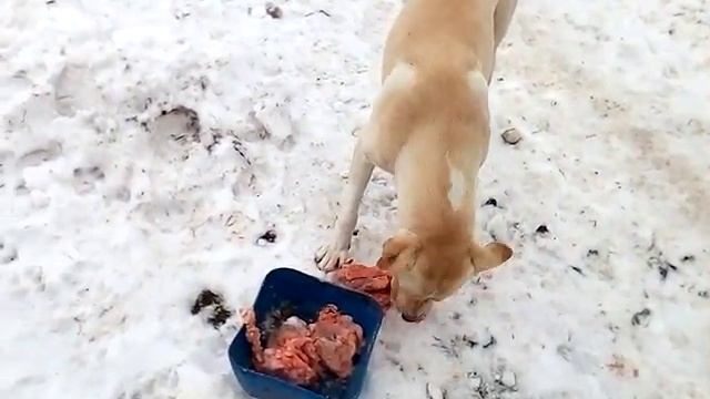 Пищевая агрессия собаки. Сырое мясо. смотреть онлайн
