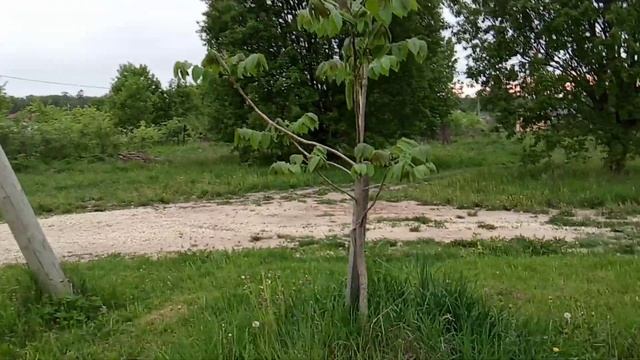 Цветение ореха Зибольда смотреть онлайн