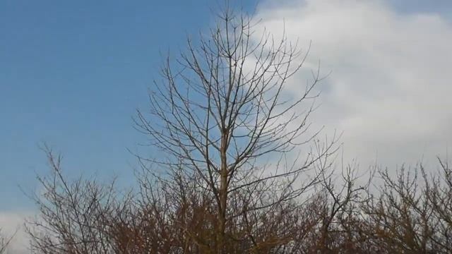 Выкопка саженцев лесной черешни в заброшенном саду. Неожиданное открытие смотреть онлайн