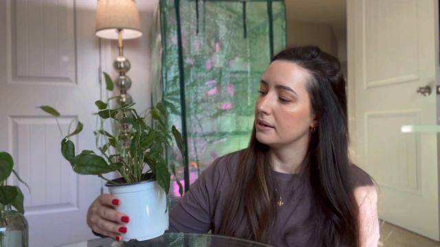 5 not so common easy plants | Easy plants to get in 2022 | Easiest houseplants to take care of смотреть онлайн