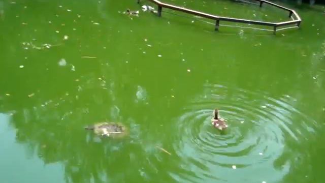 черепахи и утки в зоопарке смотреть онлайн