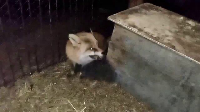 358. Маркиза - дневник приручения лисы, то что было вчера,совсем не означает,что тоже будет завтра. смотреть онлайн