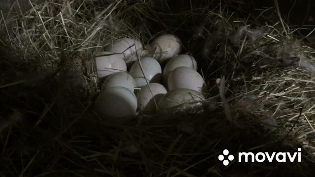 Покажу этих утят, пока они не уехали/Самая мокрая утка это Бегунки смотреть онлайн