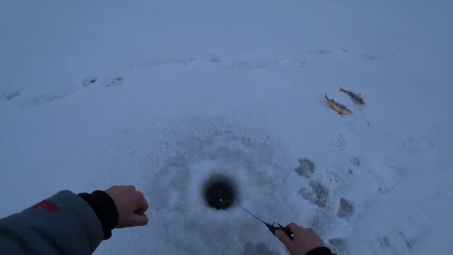 перволёдка За окунем по первому льду зимняя рыбалка смотреть онлайн