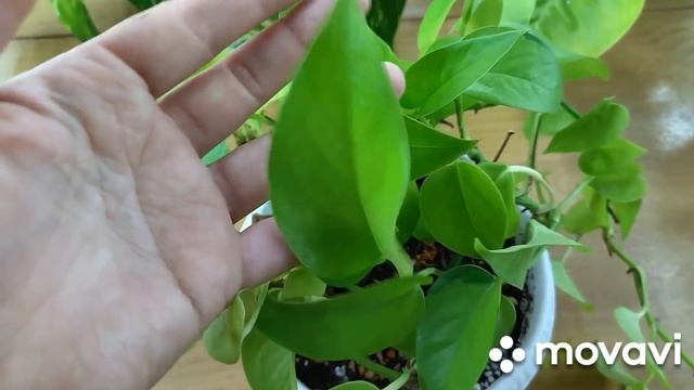 Январский обзор моих комнатных цветов. смотреть онлайн