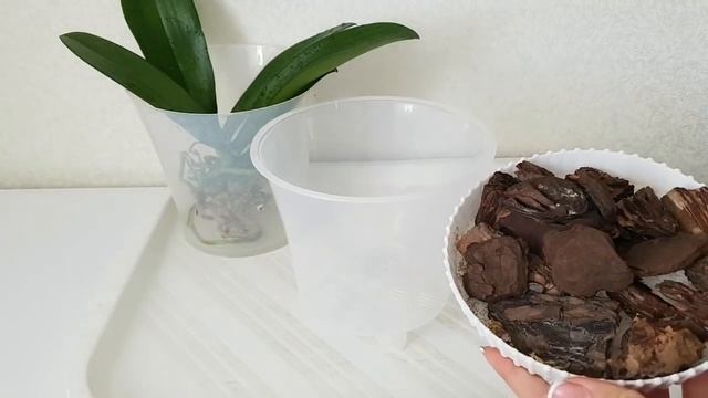 ГРУППОВАЯ посадка АЗИАТСКИХ ОРХИДЕИ от А до Я уход ПОЛИВ пересадка группой орхидея orchid orchids смотреть онлайн