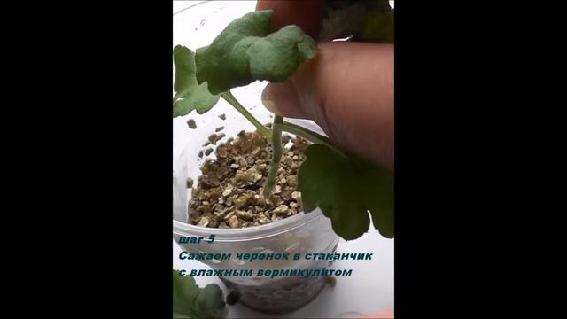 Укоренение черенков хризантем смотреть онлайн