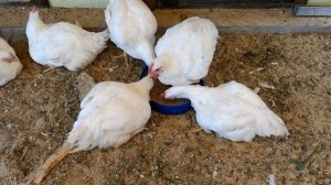 Как быстро вырастить кур бройлеров в домашних условиях на даче