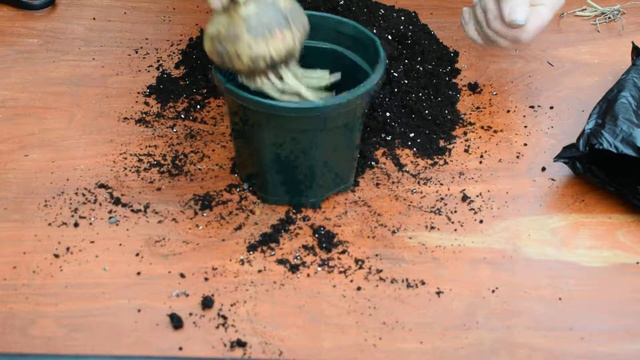 Potting up a new Amaryllis Hippeastrum bulb смотреть онлайн