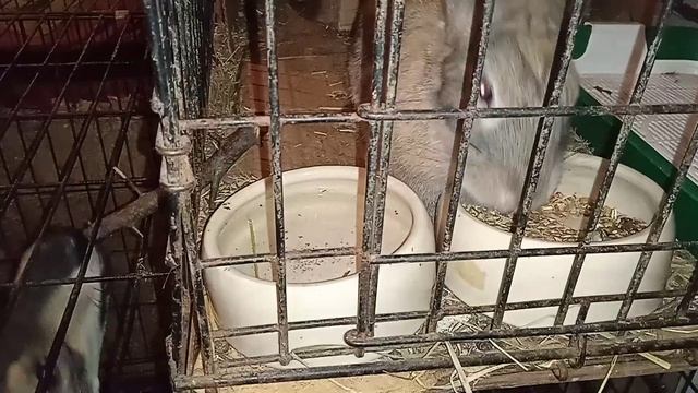 Так вот куда деваются веточки