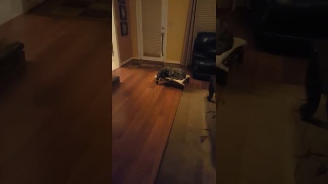 Colmubus, GA Dog Trainer, Starla practicing place command, Dog Gone Good смотреть онлайн