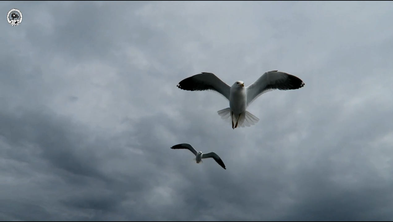 Экскурсия на Большой Заяцкий остров. Соловецкие острова. смотреть онлайн