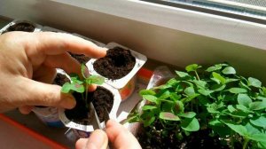 Многолетник колеус Блюме от семян до рассады.