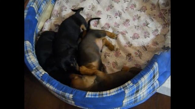 Щенки таксы играют | Dachshund Puppies