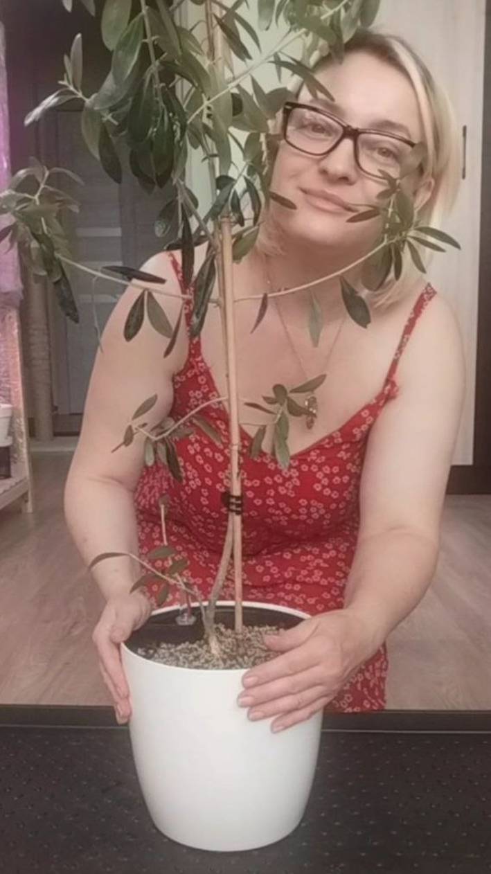 Пересадка ОЛИВЫ на систему автопОЛИВ #garden #plants #cat #эвкалиптыдома #олива смотреть онлайн