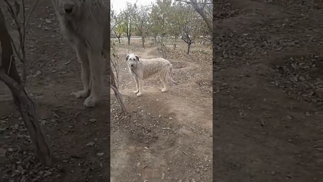 Девочка ирландка смотреть онлайн