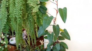 Джунгли в квартире.  Утренний обзор.