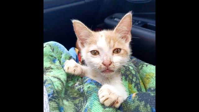 Даже с парализованными лапками он цеплялся за жизнь... смотреть онлайн