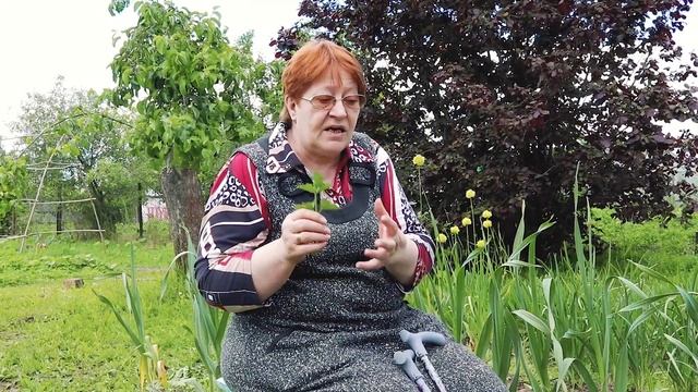 СЕЛЬДЕРЕЙ. Выращивание, рассада, разные сорта смотреть онлайн