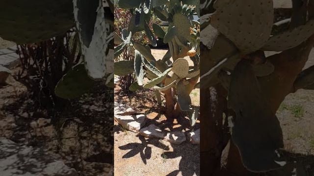 ~ опунция, кактус цабар сьедобный, ~пустыни Ближнего востока, ~ фрукт. смотреть онлайн