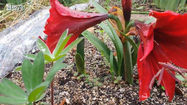 🌳 Hepburn's garden 🌳 🌺 아마릴리스 Amaryllis 🌺 추식 구근 🌺 심는 방법 🌺 꽃 피울 구근의 크기 🌺 민화작가의 뜨락 🌺 смотреть онлайн