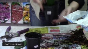 Кактус опунция / Как правильно пересадить кактус?