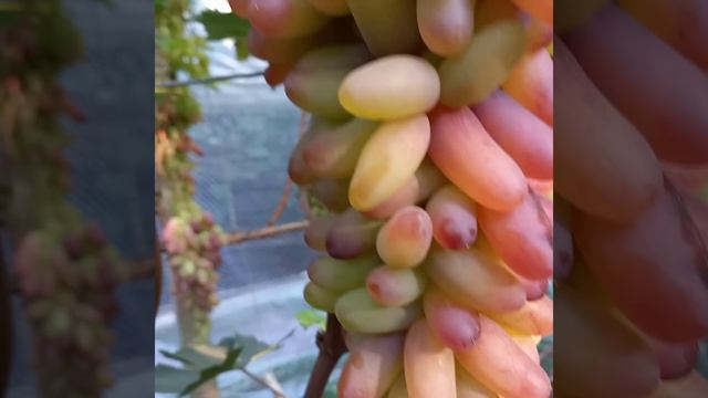 Виноград Козерог, Азия розовая, Лилит...